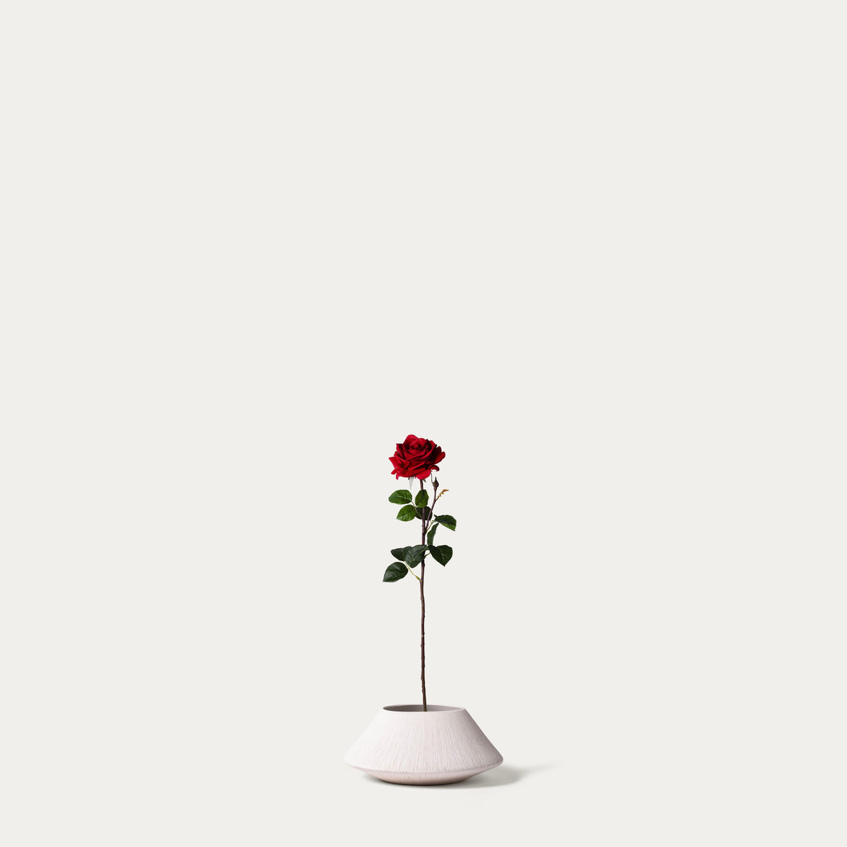 Bloomed_Red_Rose-FLOW-PDP