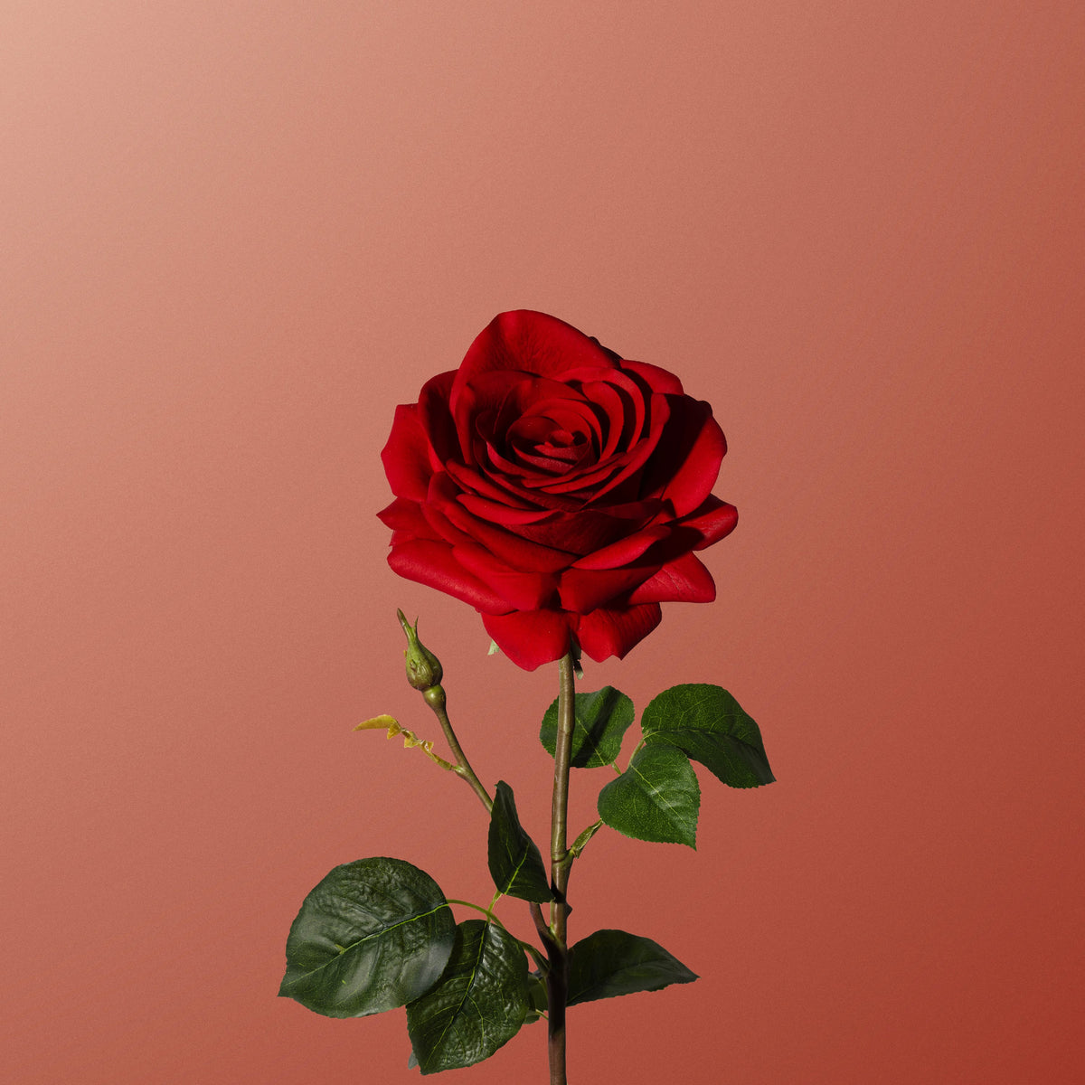 Bloomed_Red_rose-DET-PDP