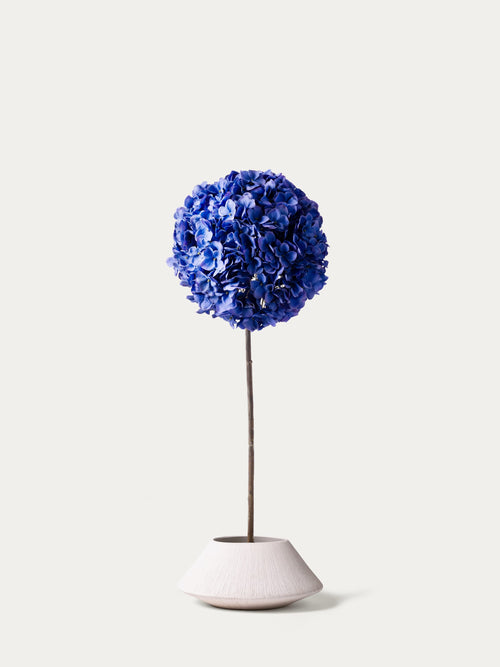 Blue hydrangea-FLOW-PDP