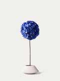 Blue hydrangea