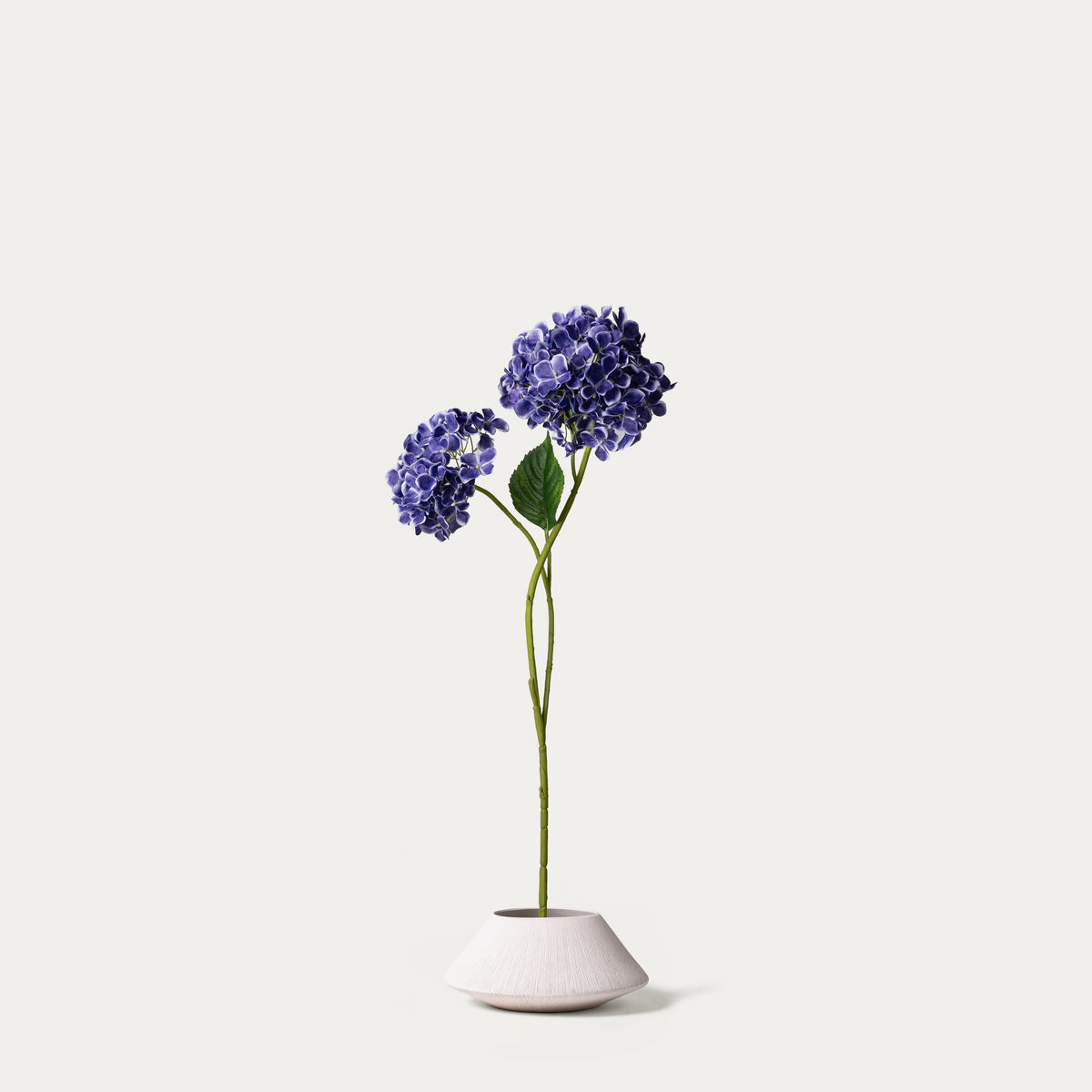 Blue purple hydrangea-FLOW-PDP