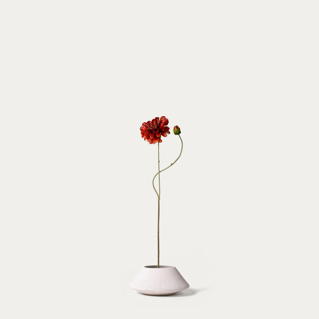 Brown zinnia-FLOW-PDP