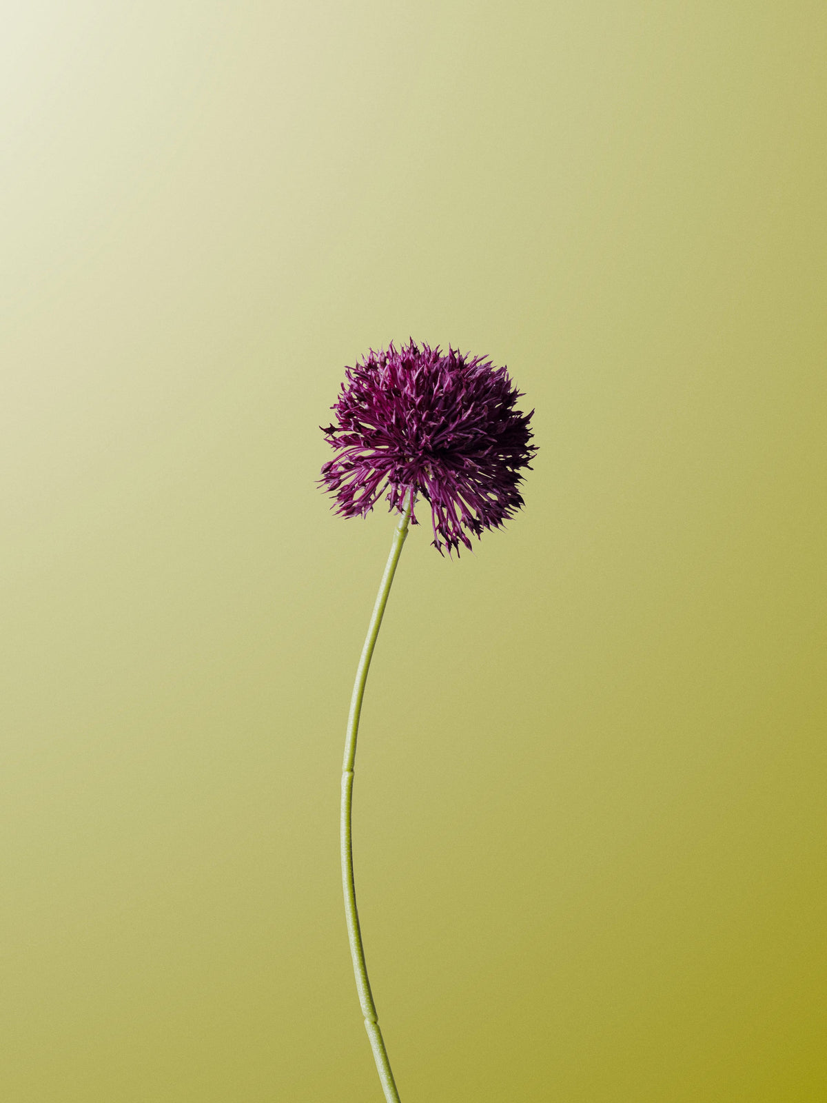 Burgundy Allium-DET-portrait