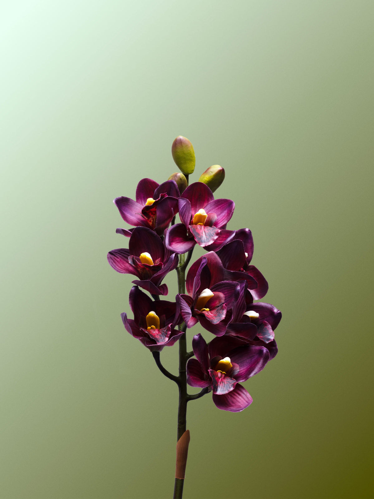 Burgundy Cymbidium Orchid-DET-portrait