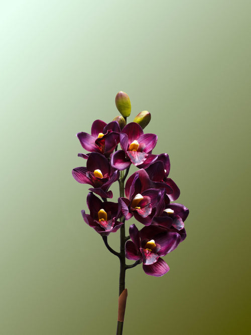 Burgundy Cymbidium Orchid-DET-portrait