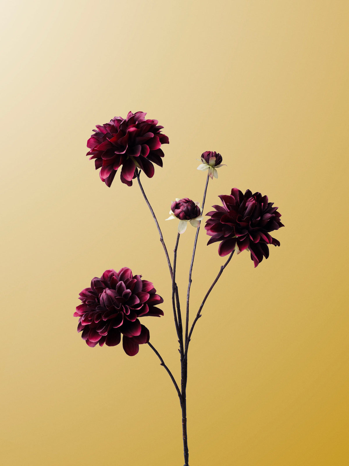 Burgundy Dahlia-DET-portrait