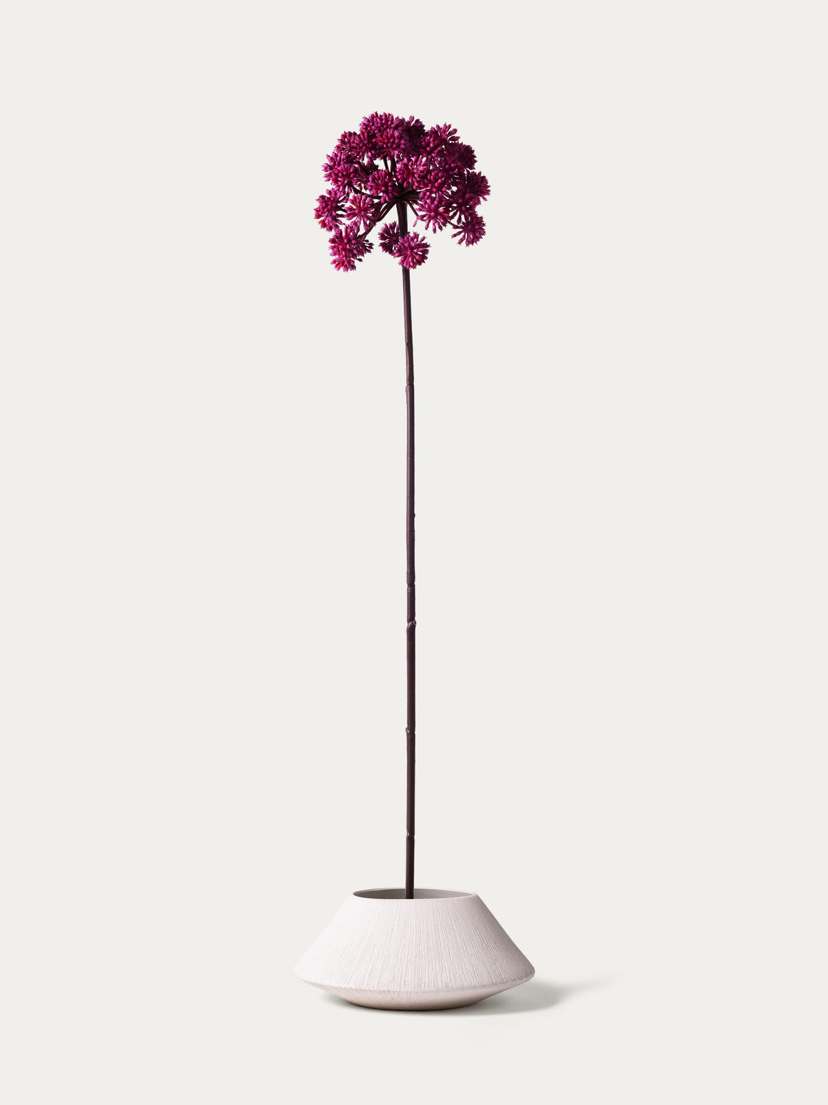 Burgundy angelica-FLOW-PDP