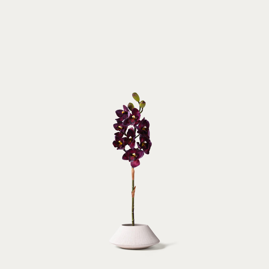 Burgundy cymbidium orchid-FLOW-PDP