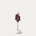 Burgundy cymbidium orchid-FLOW-PDP