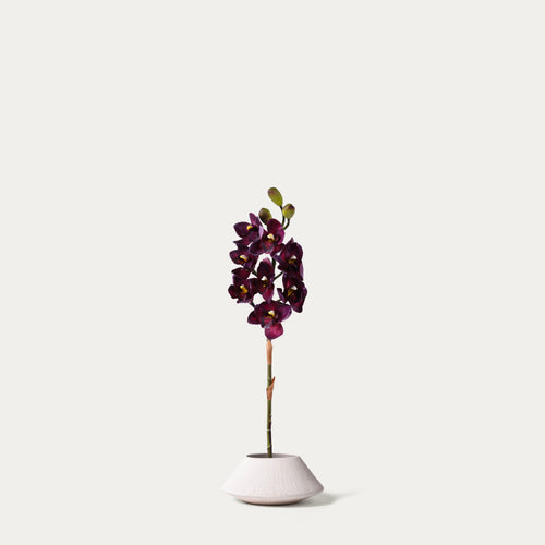 Burgundy cymbidium orchid-FLOW-PDP