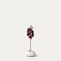 Burgundy Cymbidium Orchid