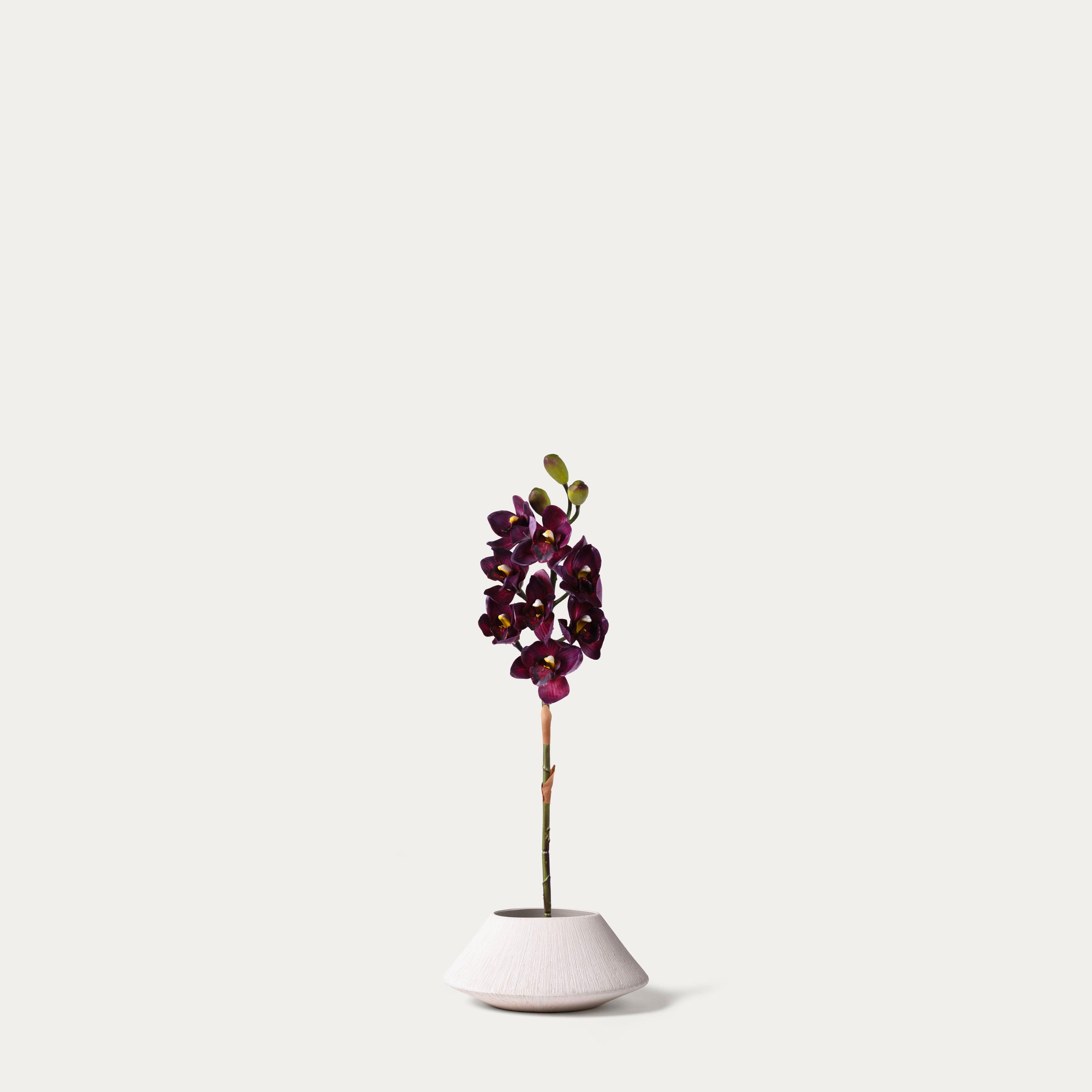 Burgundy Cymbidium Orchid