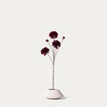 Burgundy dahlia-FLOW-PDP