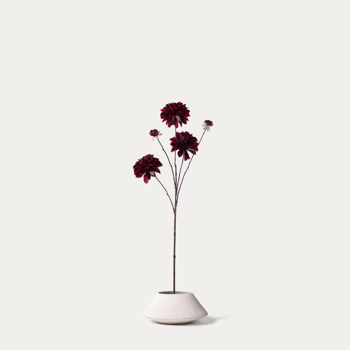 Burgundy dahlia-FLOW-PDP