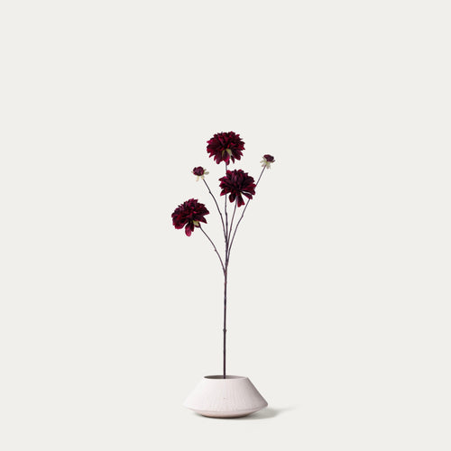 Burgundy dahlia-FLOW-PDP