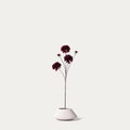 Burgundy Dahlia
