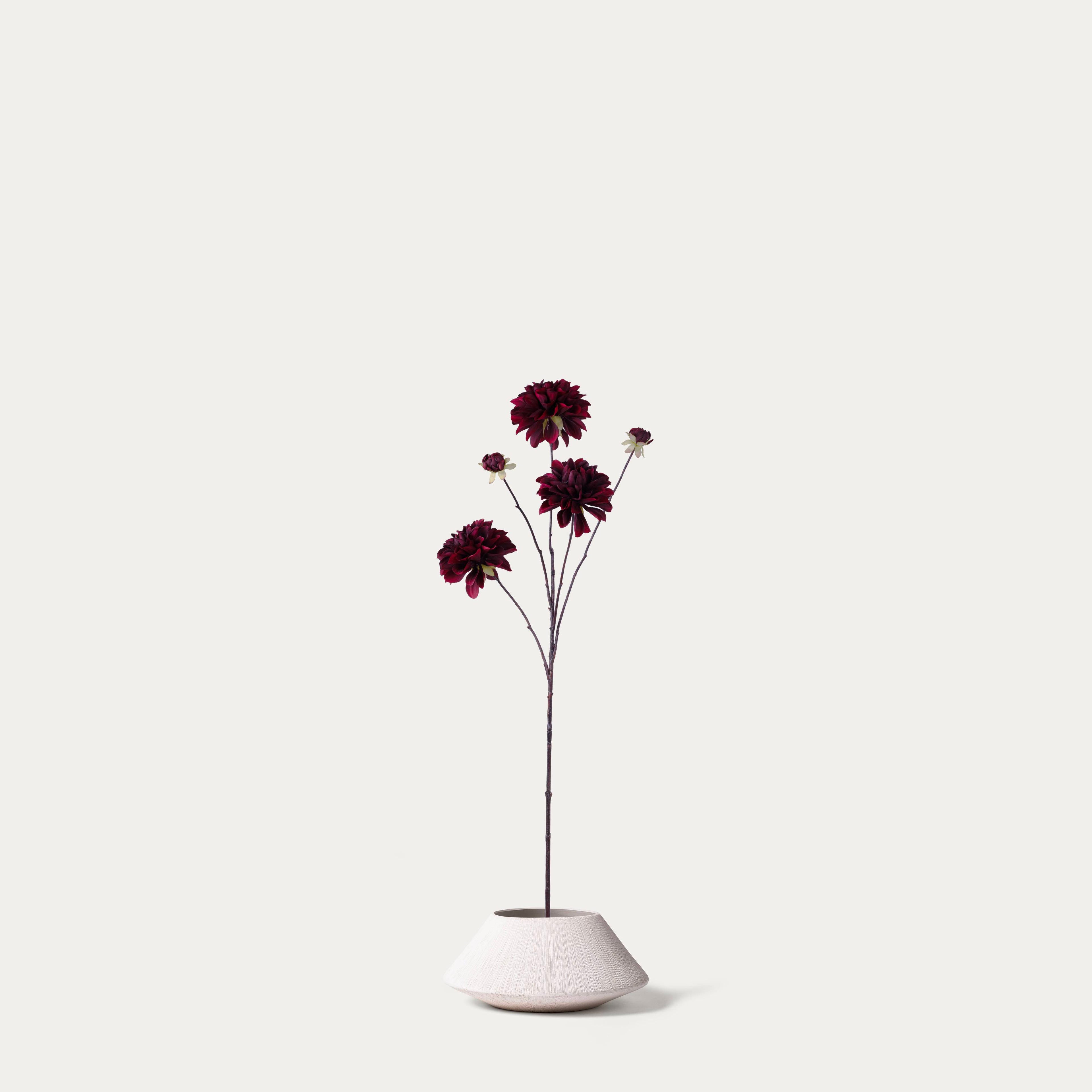 Burgundy Dahlia