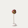 Burgundy green hydrangea-FLOW-PDP