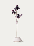 Burgundy iris-FLOW-PDP