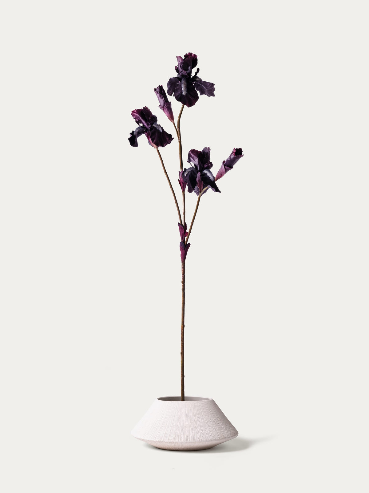 Burgundy iris-FLOW-PDP