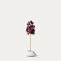 Burgundy vanda orchid-FLOW-PDP