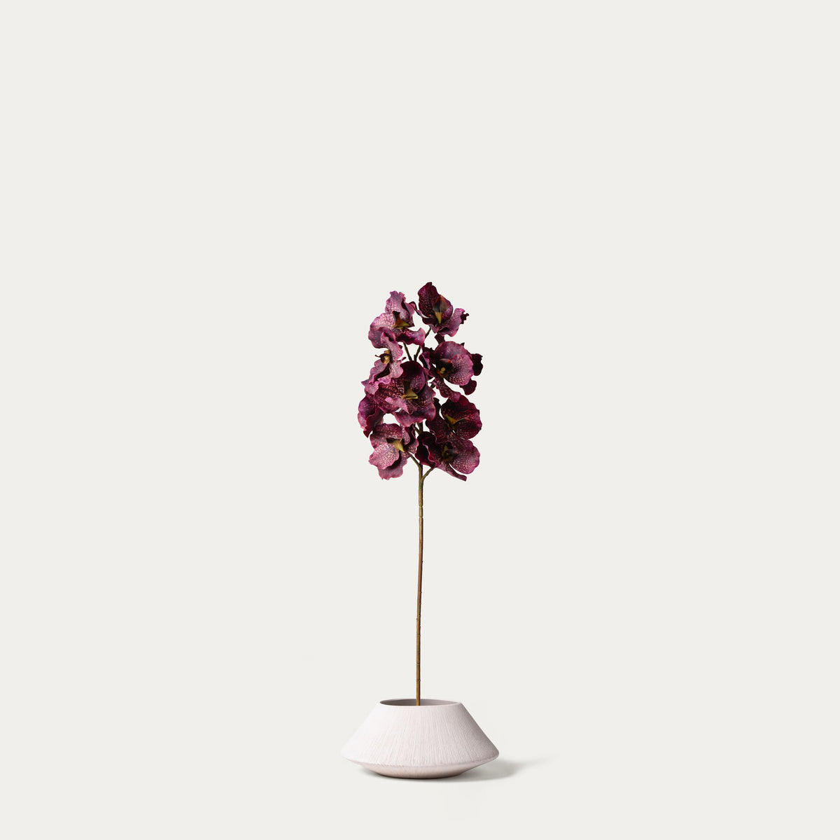 Burgundy vanda orchid-FLOW-PDP