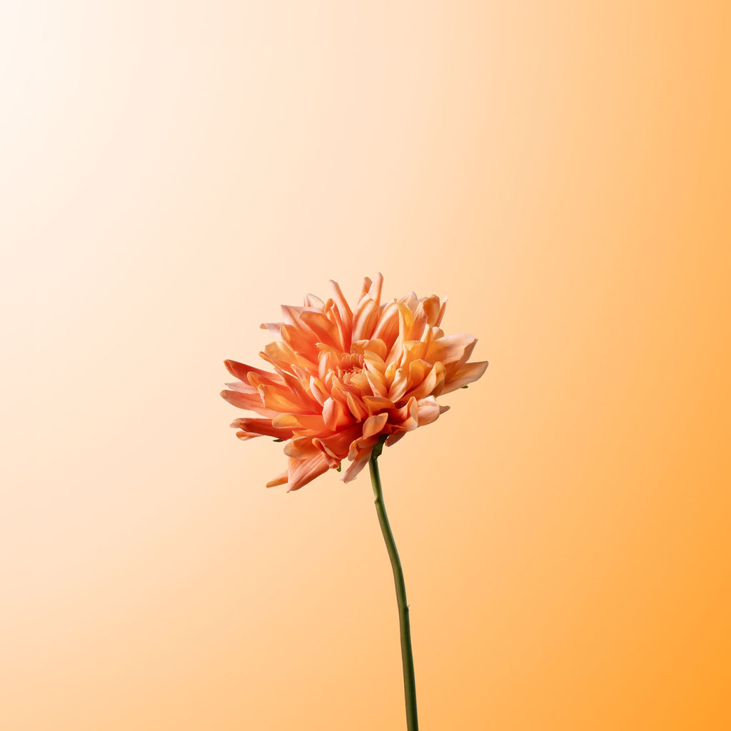 Champagne cactus dahlia-DET-PDP