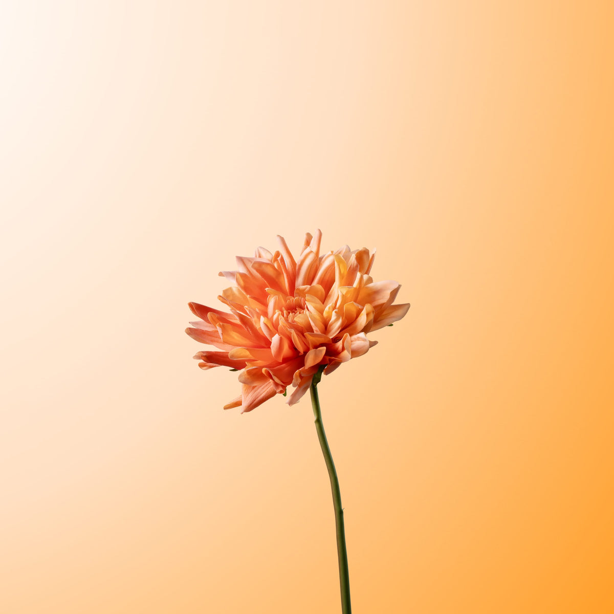 Champagne cactus dahlia-DET-PDP
