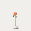 Champagne cactus dahlia-FLOW-PDP