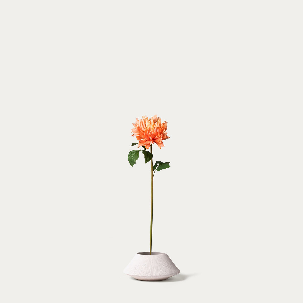 Champagne cactus dahlia-FLOW-PDP
