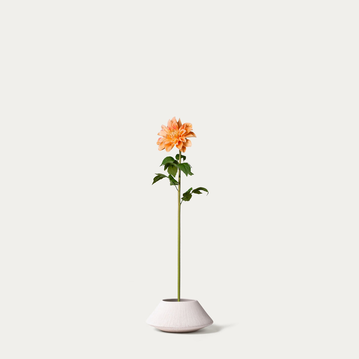 Champagne dahlia-FLOW-PDP