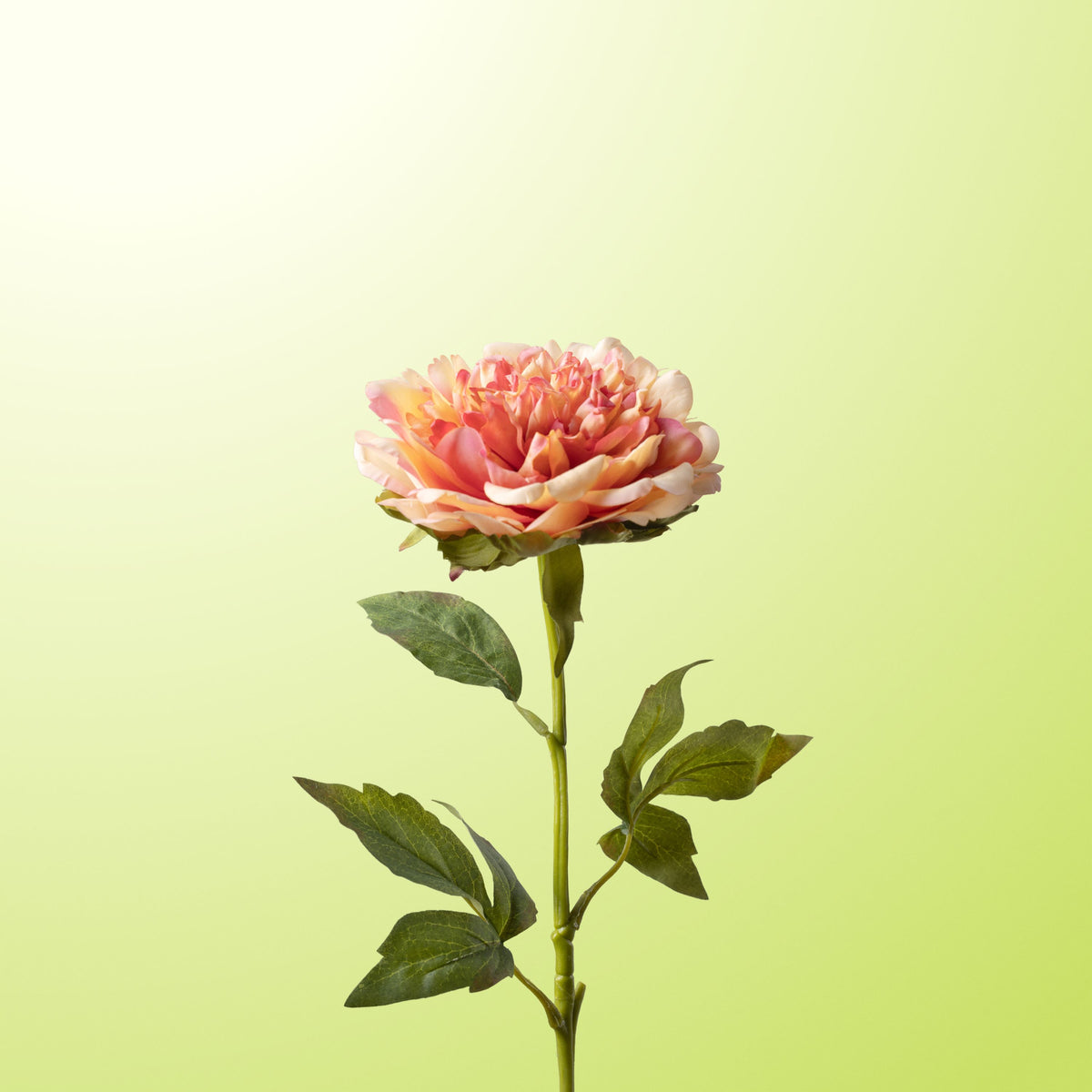 Champagne peony-DET-PDP