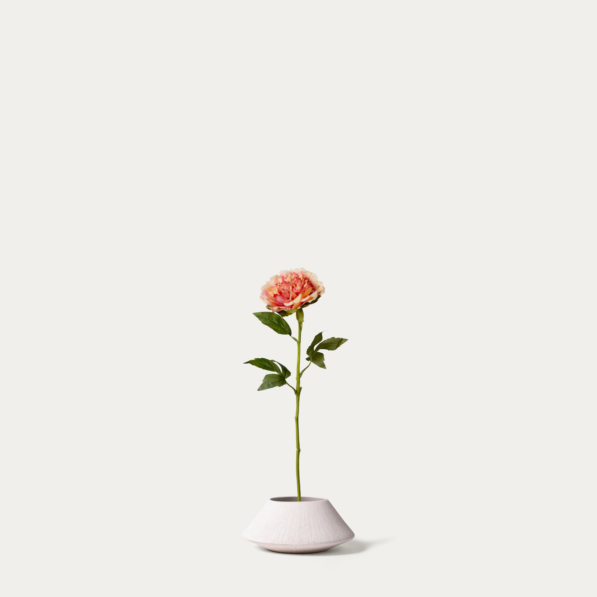 Champagne peony-FLOW-PDP