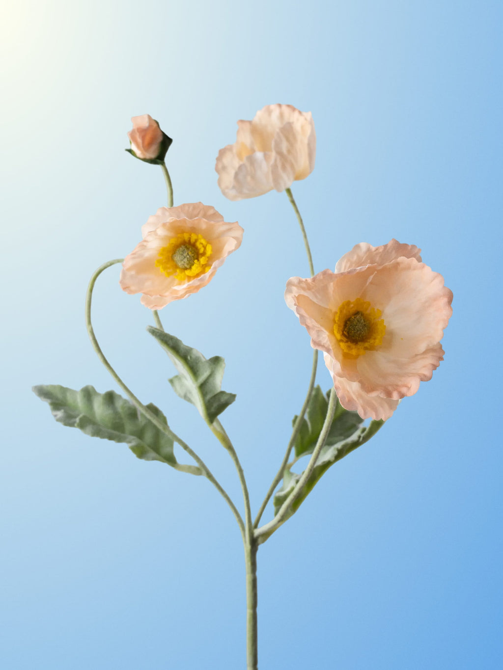 Champagne poppy-DET-portrait