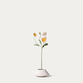 Champagne poppy-FLOW-PDP