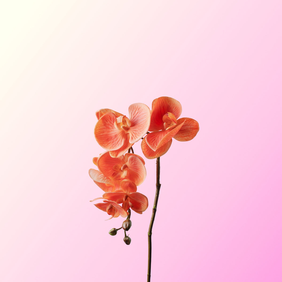 Coral phalaenopsis orchid-DET-PDP