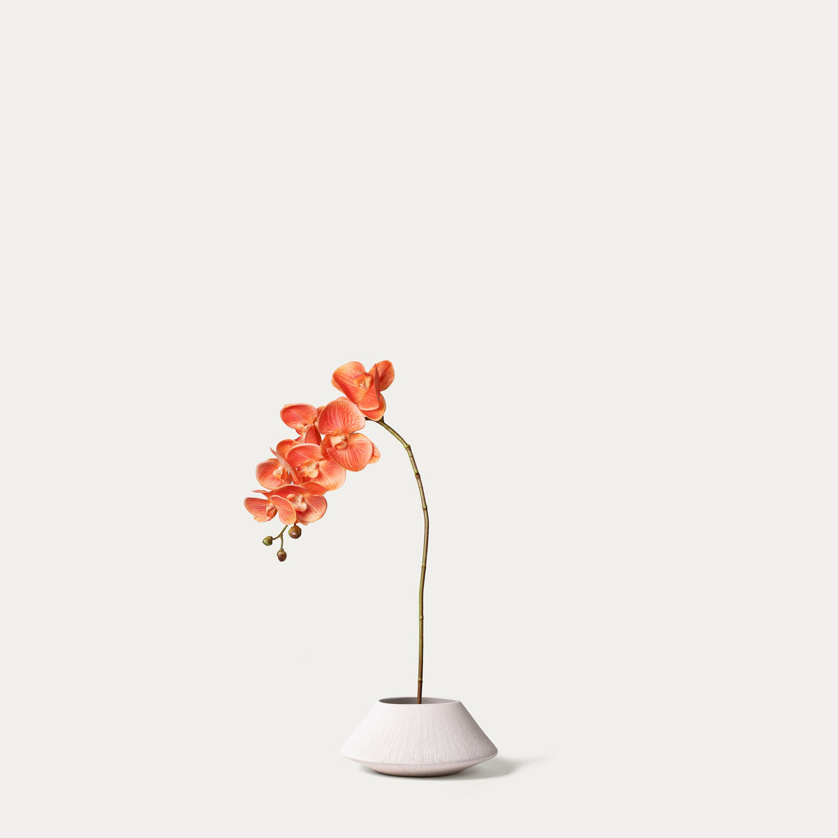 Coral phalaenopsis orchid-FLOW-PDP