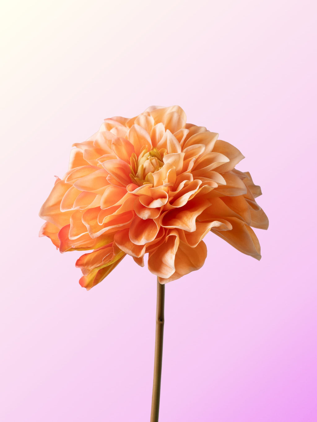Cream dahlia-DET-portrait