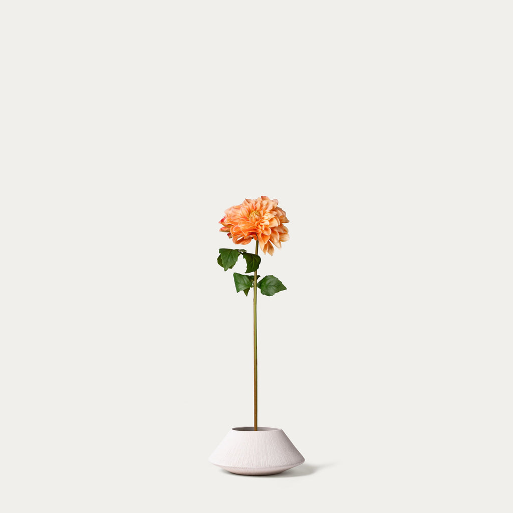 Cream dahlia-FLOW-PDP