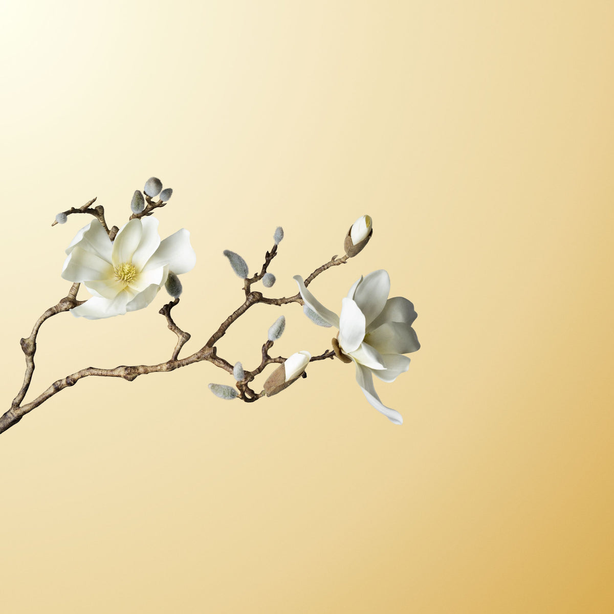 Cream magnolia-DET-PDP
