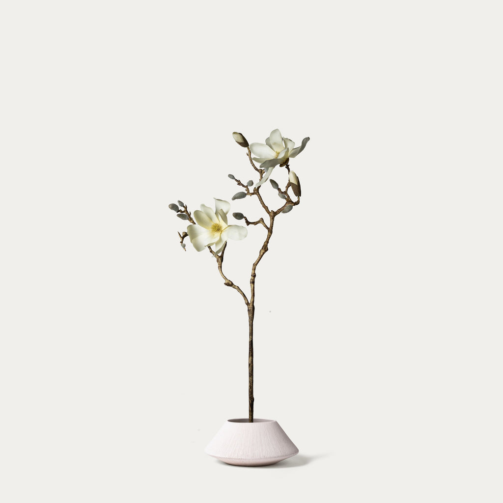 Cream magnolia-FLOW-PDP