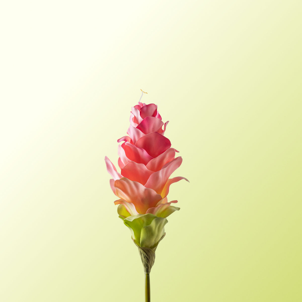 Curcuma-DET-PDP