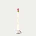 Curcuma-FLOW-PDP