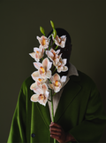 The Cymbidium wall print