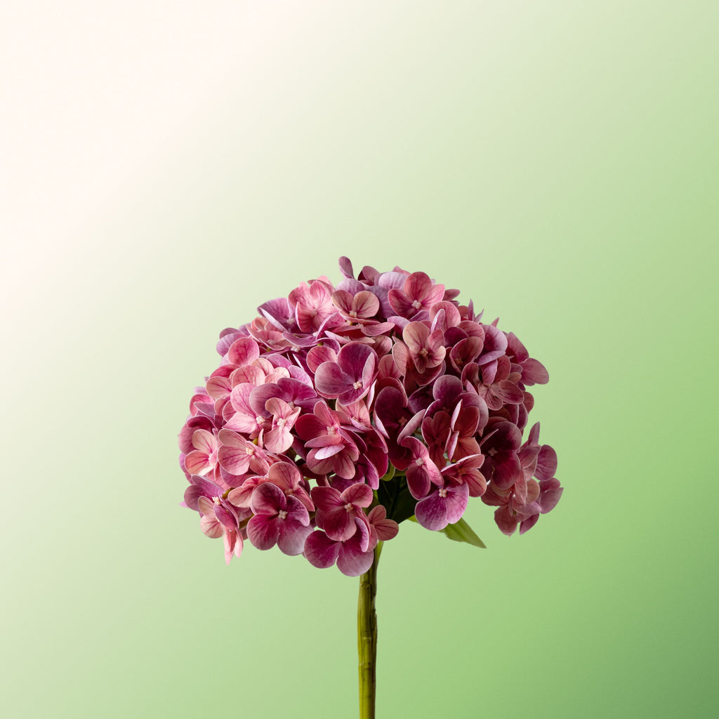 Dark pink hydrangea-DET-PDP