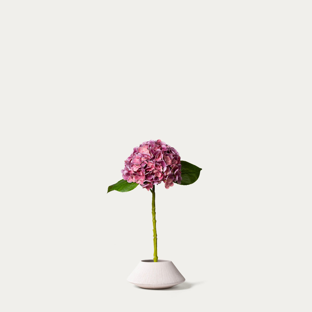 Dark pink hydrangea-FLOW-PDP