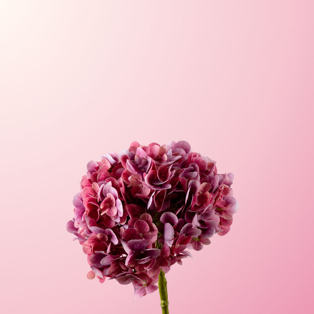 Dark pink hydrangea 2-DET-PDP