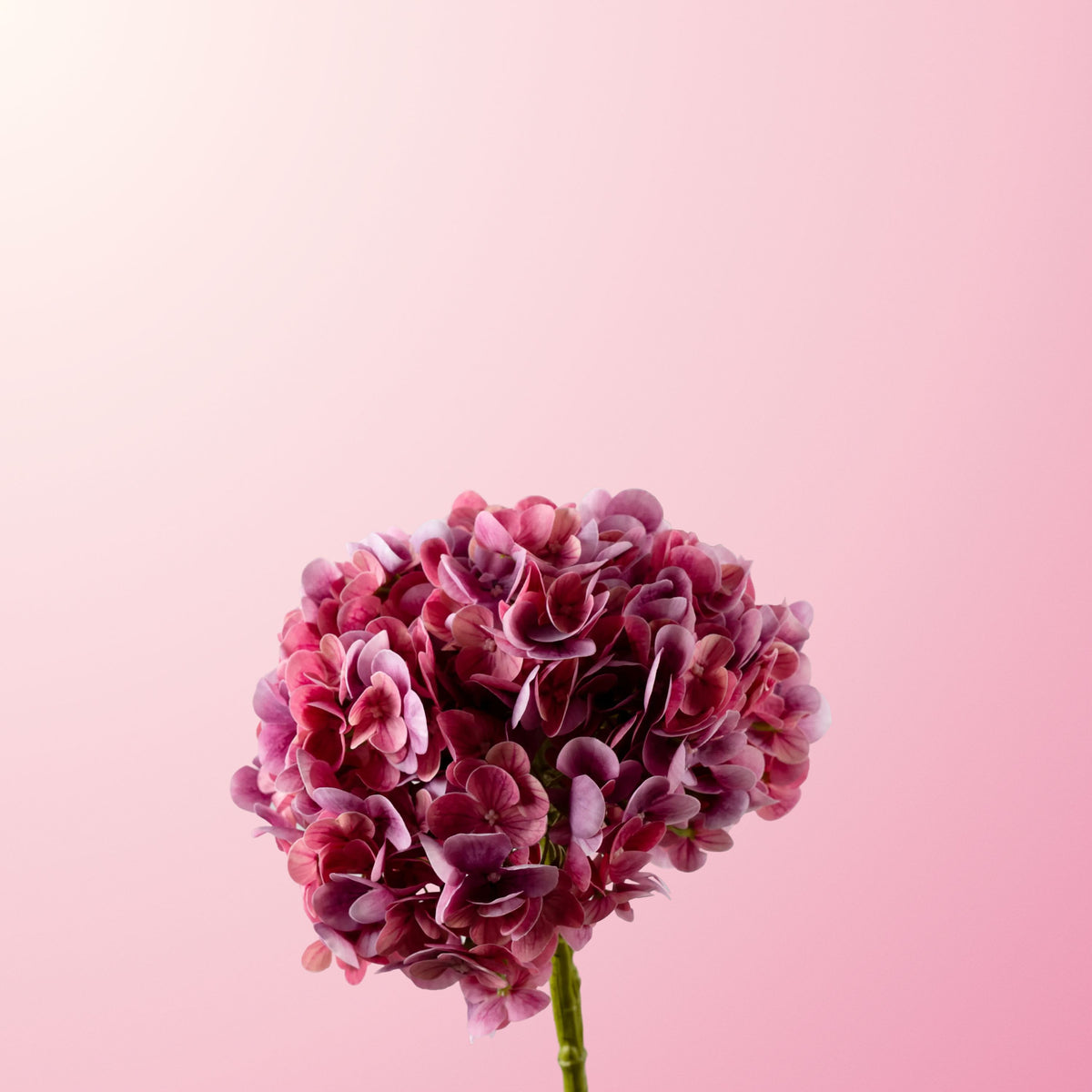 Dark pink hydrangea 2-DET-PDP