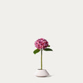 Dark pink hydrangea 2-FLOW-PDP