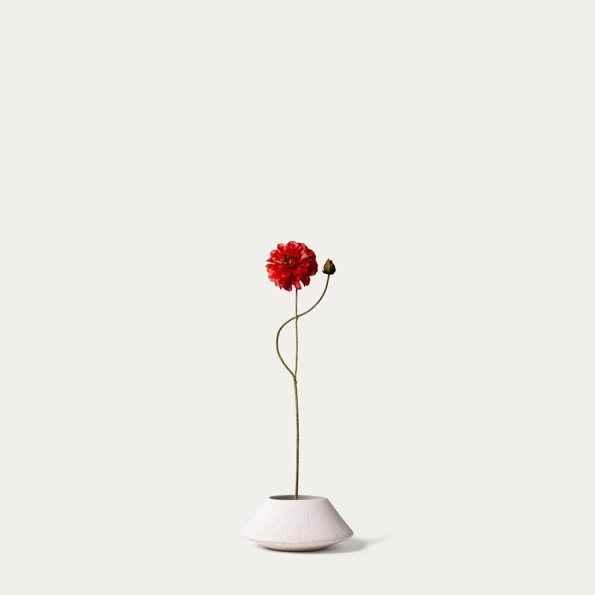 Dark pink zinnia-FLOW-PDP